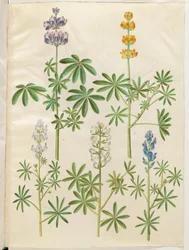Lupinus pilosus (blauwe lupine); Lupinus luteus (gele lupine); Lupinus angustifolius (smalbladige lupine); Lupinus albus (witte lupine)