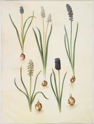 Muscari botryoides (gewone druifhyacint); Muscari racemosum (muskusdruifhyacint); Muscari neglectum
