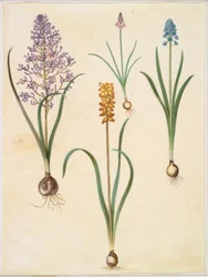 Muscari comosum (pluimhyacint); Scilla autumnalis (herfstscilla); Hyacinthoides italica (Italiaanse klokjesbloem); Muscari macrocarpum (gele druifhyacint)