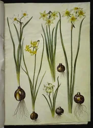 Narcissus poeticus (witte narcis); Narcissus triandrus (orchidee-narcis); Narcissus ×medioluteus (tweebloemige narcis)