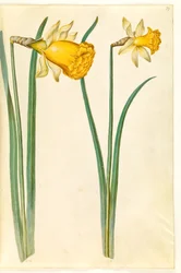 Narcissus pseudonarcissus (paaslelie)