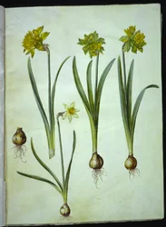 Narcissus pseudonarcissus; Narcissus ? ×incomparabilis (tuinnarcis)
