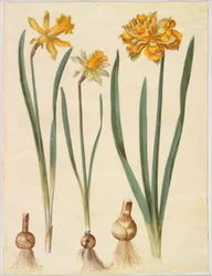 Narcissus pseudonarcissus major (grote narcis); Narcissus pseudonarcissus bicolor (tweekleurige narcis); Narcissus pseudonarcissus