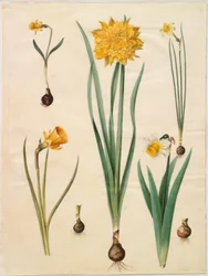 Narcissus pseudonarcissus minor; Narcissus pseudonarcissus (paaslelie); Narcissus ×tenuior; Narcissus bulbocodium (krinoline-narcis); Narcissus pseudonarcissus bicolor (tweekleurige paaslelie)