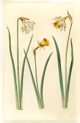 Narcissus pseudonarcissus moschatus (muskusnarcis); Narcissus bulbocodium (krinolinenarcis); Narcissus pseudonarcissus (paaslelie)