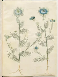 Nigella damascena (juffer in het groen)