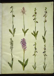 Ophrys apifera of Ophrys sphegodes (bijenorchis of vroege spinnenorchis); "Orchis simia" (fantasieorchis); Ophrys apifera (bijenorchis); Orchis (orchidee); Orchis militaris (soldatenorchis); Ophrys insectifera (vliegenorchis)