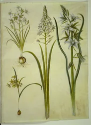 Ornithogalum umbellatum (gewone vogelmelk); Ornithogalum pyramidale (piramide-vogelmelk); Gagea lutea (gewone goudster); Ornithogalum nutans (knikkende vogelmelk)