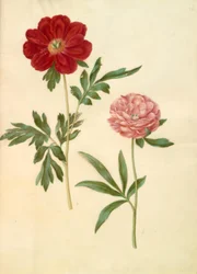 Paeonia officinalis (boerenroos)