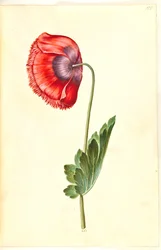 Papaver somniferum (opium-papaver)