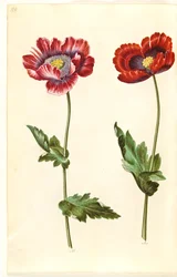Papaver somniferum (slaapbol)