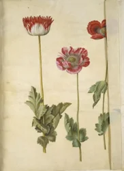 Papaver somniferum (opium-papaver)