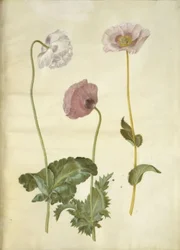 Papaver somniferum (opium-papaver)