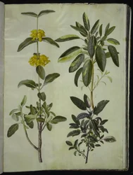 Phlomis fruticosa (gewone leeuwenstaart); Salvia officinalis (geneeskrachtige salie)
