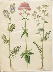 Polemonium caeruleum (gewone jakobsladder); Centranthus ruber (rode spoorbaldrian)