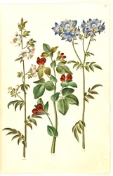 Polemonium caeruleum (gewone jakobsladder); Lotus tetragonolobus (asperge-erwt)