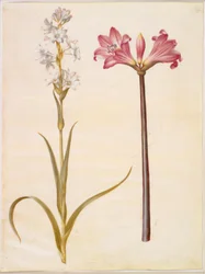 Polianthes tuberosa (tuberoos); Amaryllis belladonna (belladonnalelie)