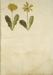 Primula veris (hybride van sleutelbloem); Primula veris (sleutelbloem)