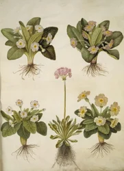 Primula vulgaris (hybride van grootbloemige sleutelbloem); Primula farinosa (meelbloemige sleutelbloem)