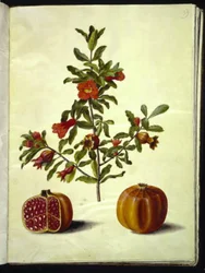 Punica granatum (granaatappel)