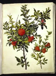 Punica granatum (granaatappel)