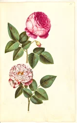Rosa ×centifolia (centifolieroos); Rosa gallica versicolor (