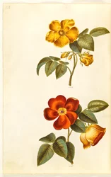 Gele roos