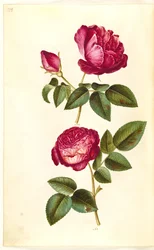 Rosa gallica (apothekersroos); Rosa (?) (roos)