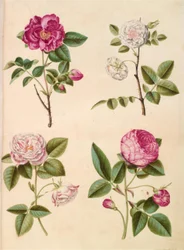 Rosa gallica (apothekersroos); Rosa ×alba (witte roos); Rosa gallica (Rosa Mundi); Rosa ×centifolia (honderdbladroos)