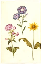 Saponaria officinalis (echte zeepkruid); Convolvulus tricolor (driekleurige winde); Helianthus (?) (zonnebloemsoort)