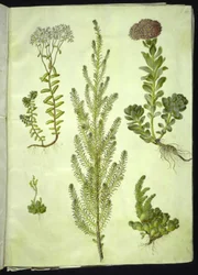 Sedum album (witte vetkruid); Sedum anacampseros (ronde vetkruid); Sedum (vetkruid); Suaeda vera (struikganzenvoet); Sedum rupestre (bergvetkruid)