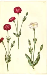 Silene coronaria (krone-limurt)