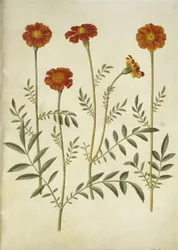 Tagetes patula (afgeplatte fluweelbloem)
