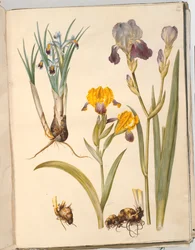 Titel: Iris persica (Perzische iris); Iris variegata (bonte iris); Iris ×sambucina (vlieriris)