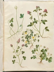 Trifolium repens (witte klaver); Trifolium pratense (rode klaver); Oxalis corniculata (liggende klaverzuring); Trifolium incarnatum (bloedklaver); Oxalis acetosella (bosklaverzuring)