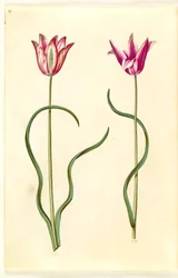Tulipa clusiana (clusius-tulp)