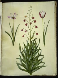 Tulipa clusiana (clusius-tulp); Fritillaria persica (Perzische fritillaria)
