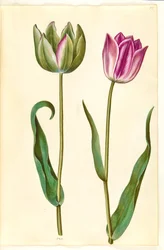 Tulipa gesneriana (tuin-tulp)