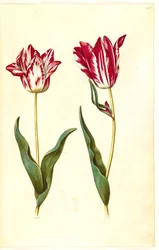 Tulipa gesneriana (tuin-tulp)