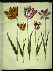 Tulipa gesneriana