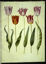 Tulipa gesneriana (tuin-tulp)