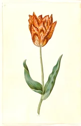 Tulipa gesneriana (tuin-tulp)
