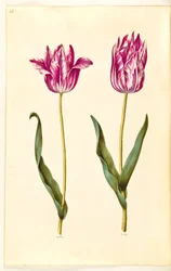 Tulipa gesneriana (tuin-tulp)