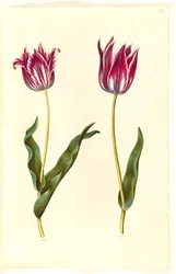 Tulipa gesneriana (tuin-tulp)