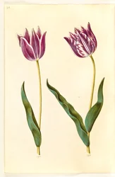 Tulipa gesneriana (tuin-tulp)