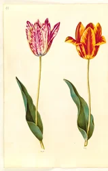 Tulipa gesneriana (tuin-tulp)