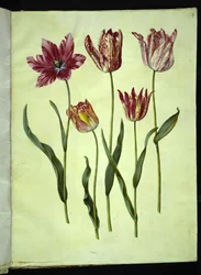 Tulipa gesneriana (tuin-tulp)