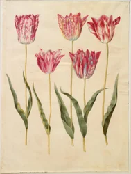 Tulipa gesneriana (tuin-tulp)