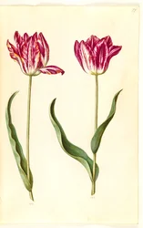 Tulipa gesneriana (tuin-tulp)