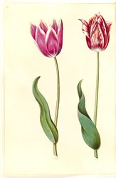 Tulipa gesneriana (tuin-tulp)